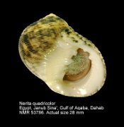 Nerita quadricolor (3)